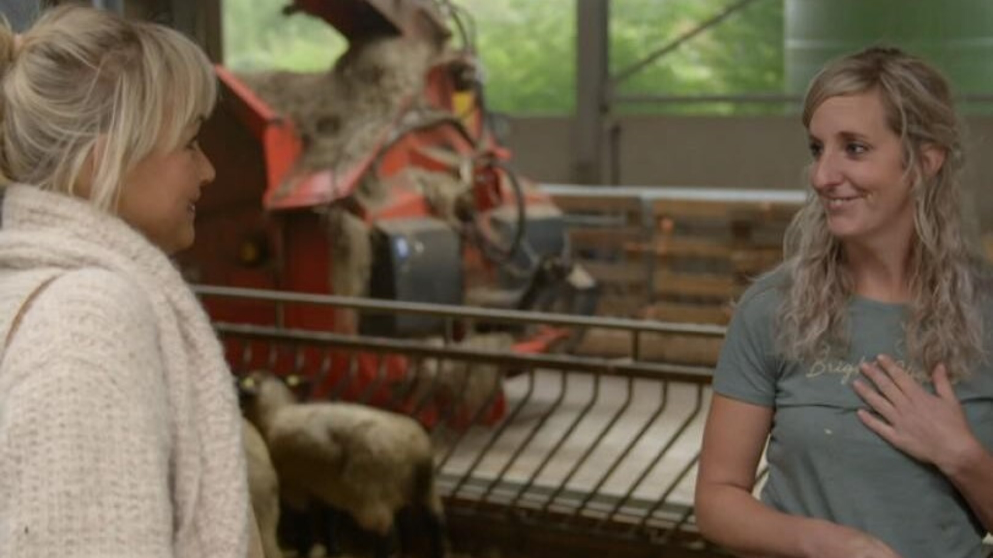 Ruim 2,8 miljoen mensen zien Limburgse schaapsherderin in eerste aflevering Boer Zoekt Vrouw